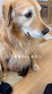 男の子にくっつかれたまま静かに座っている犬
