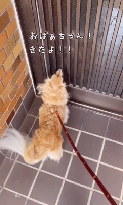 おばあちゃんの家に来たみるくちゃん2