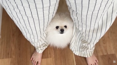 ハプニング発生時のポテチくんとレモンさん7