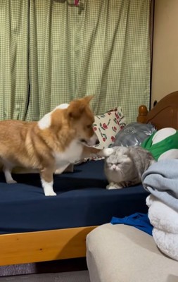 猫の頭に片手を乗せるコーギー