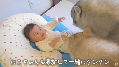 あたりをクンクン