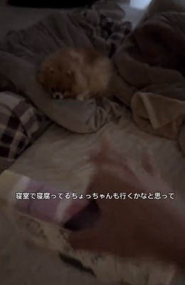 ちょっちゃんを誘う飼い主さん