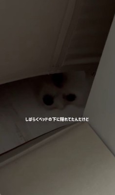 ベポちゃんと赤ちゃん5