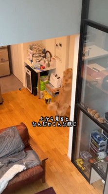 ドアを引っ掻く犬の後ろ姿
