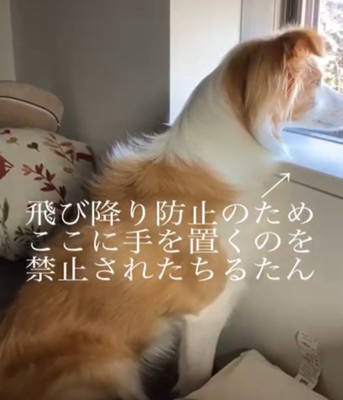 窓の外を見つめる犬1