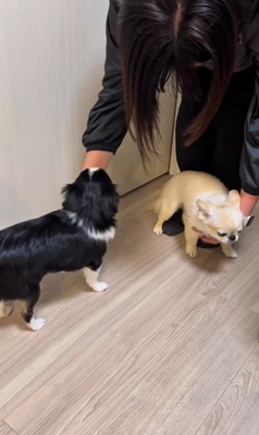 ママさん帰宅時のピノちゃん＆パルムちゃん8