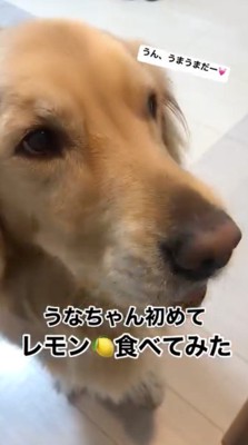 レモンを食べて飼い主を見つめる犬