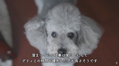 犬のアップ