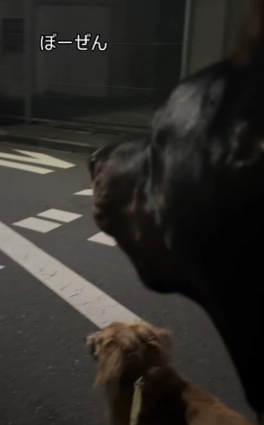 呆然とする同居犬たち