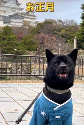 母作の衣装を着る信玄くん6