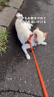 散歩をやめてママを追いかけることを要求する柴犬