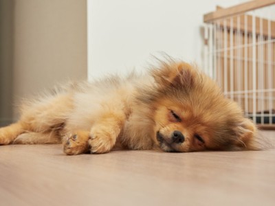 リビングで横になる犬