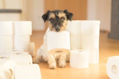 トイレットペーパーを咥える犬