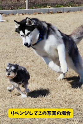 追いかけっこの写真で再挑戦