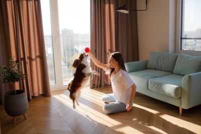 おもちゃを持つ人、飛び跳ねる犬