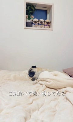 魔法の言葉で飛び起きるももこちゃん