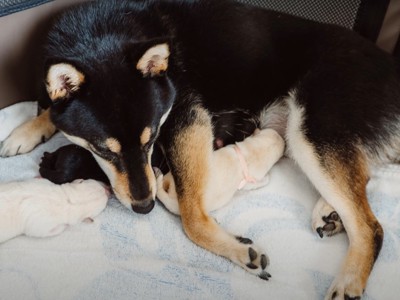 母犬と生まれたての子犬達