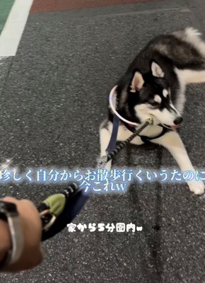 道路に伏せて動かない犬をリードで引っ張る人