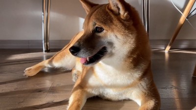お散歩後はご機嫌に♪