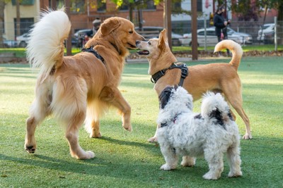 挨拶をする大中小の犬3匹