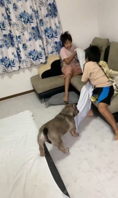 毛布の引っ張り合いに参戦するルッチくん6