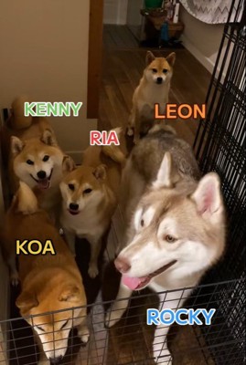 お散歩後のワンコたち