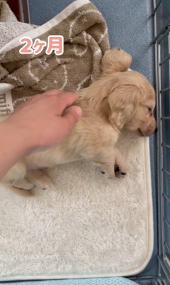 りく君の寝姿3
