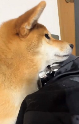 あごの下にマッサージを置くマロンくん