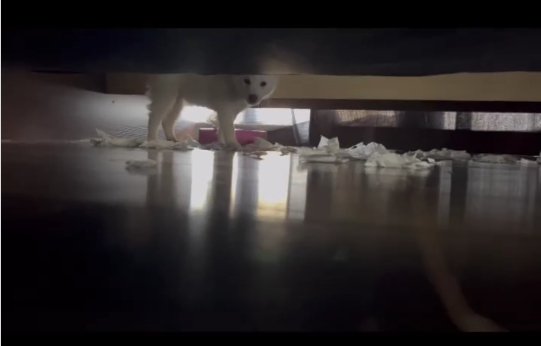 散らかっているティッシュの横で正面を見ている子犬