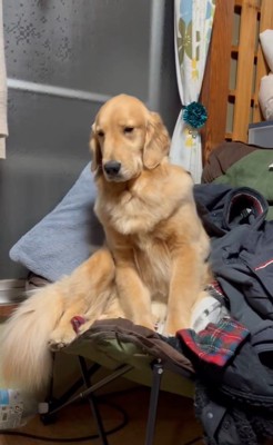 睡魔と戦うウルちゃん4