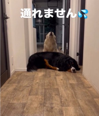寝そべる犬と吠える犬1
