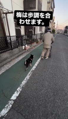 ゆっくり歩く人の後ろをついていく犬