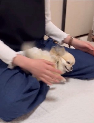 座っている人に体当たりする犬2