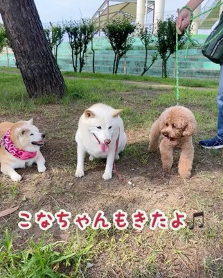 公園に集まる3頭の犬