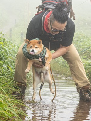 柴犬