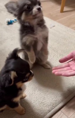 ソラくんがタッチ