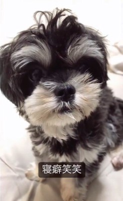 赤ちゃん犬を家族に迎えるまで8