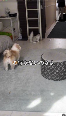 壁の陰に隠れる猫
