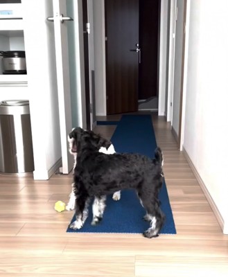 口を広げて喧嘩する犬