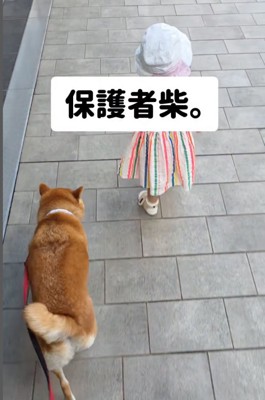 娘さんの後ろを歩く柴犬