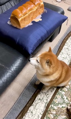 真顔で食パンを見つめるらんまるちゃん