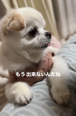 人を見つめる犬のアップ
