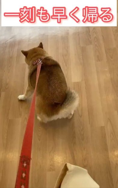 柴犬