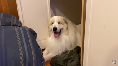 お母さんを見るアランくん