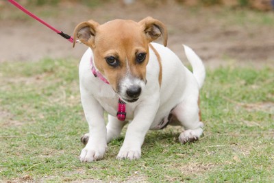 ジャックラッセルテリアの子犬、ピンクのリードハーネス