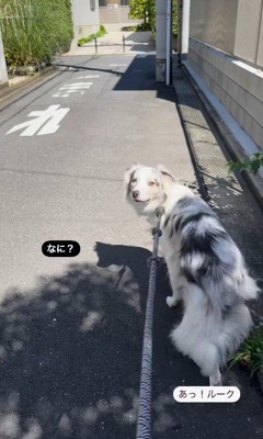 飼い主さんの呼びかけにすぐ反応