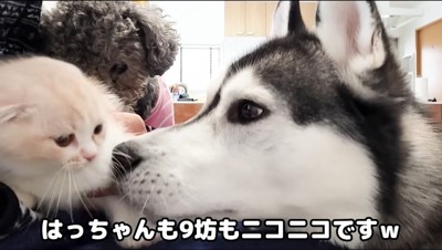 シベリアンハスキーに匂いをかがれる猫