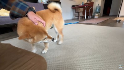 ナラちゃん&ソラくんの熱烈歓迎7