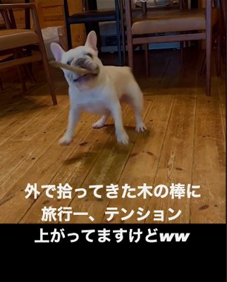 木の棒を咥える犬