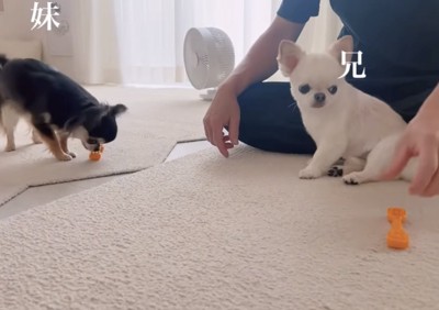 おもちゃを置く妹犬